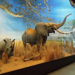 diorama elefanti