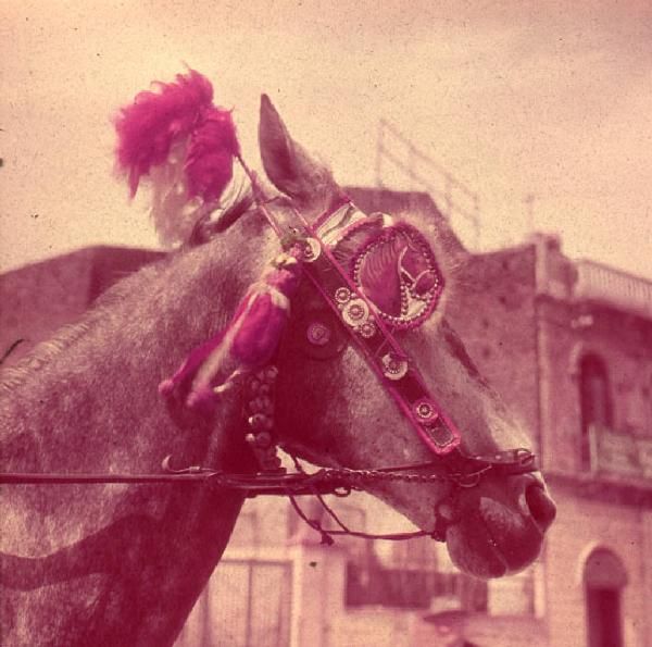 Italia del Sud. Sicilia - cavallo siciliano con finimenti decorati e pennacchio