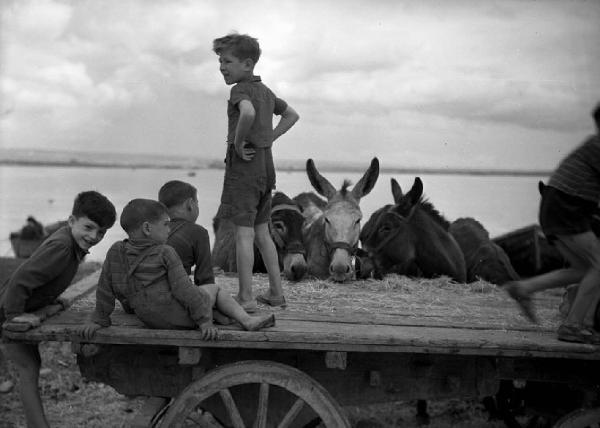 Italia del Sud. Puglia - Taranto - bambini su un carro - muli
