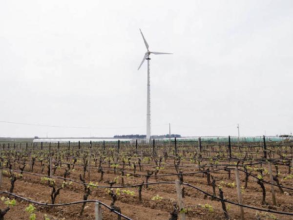 La Buona Politica. Petrosino - Vigna - Campi coltivati - Pala eolica