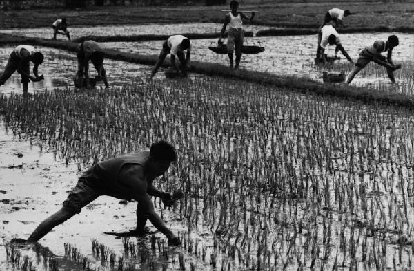 Cina - contadini nelle risaie