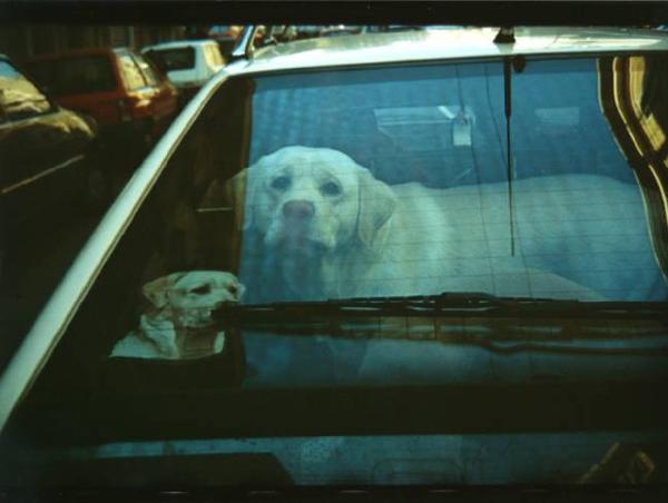 Cane chiuso in macchina