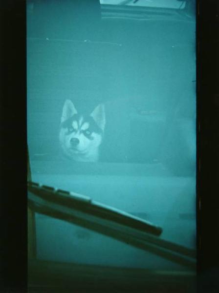 Cane chiuso in macchina - husky