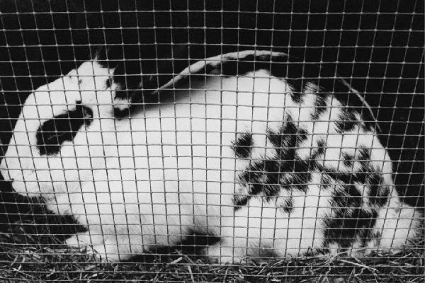Coniglio in gabbia