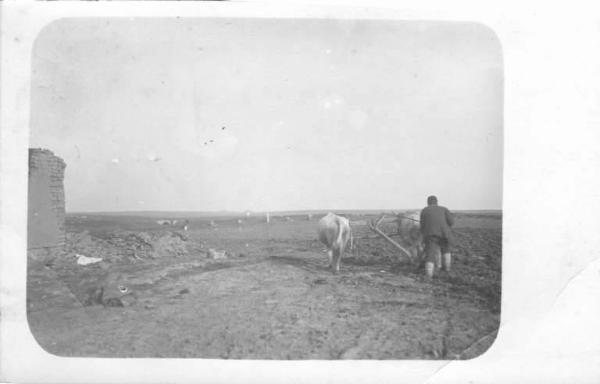 Terreno agrario - Lavorazione - Impiego di un aratro a trazione animale da parte di un contadino bulgaro