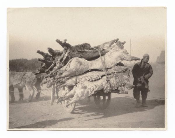 Guerra russo-giapponese - Russia - Manciuria - Mukden - Carro cinese per il trasporto di buoi macellati