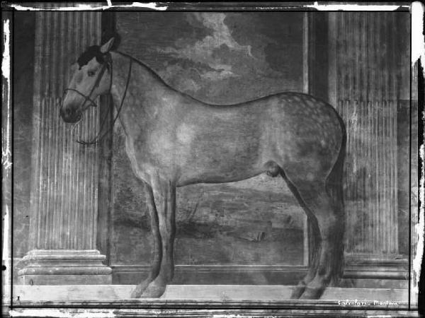 Affresco - Cavallo 'Dario' - Giulio Romano - Mantova - Palazzo Te - Sala dei Cavalli - Parete nord