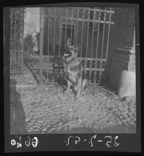 Mantova - Cane dell'avvocato Pinti - Ingresso di abitazione con cancello