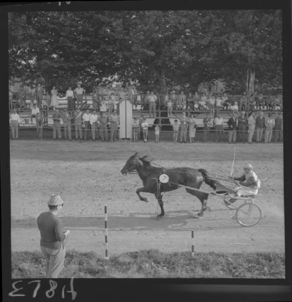 Concorso ippico 1957 - Mantova - Parco Te - Cavallo e fantino in gara