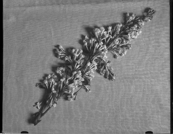 Riproduzione di oggetti: fiori - tessuto / Industria tessile: commissione Tessitura Alta Moda  Sedrano (Soro)