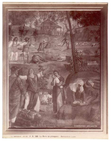 Dipinto murale - Morte dei primogeniti - Bernardino Luini - Milano - Pinacoteca di Brera (da Milano - Villa Rabia detta "La Pelucca")