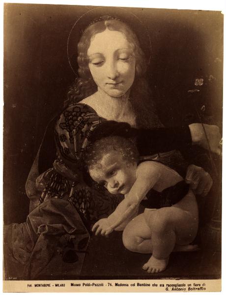 Dipinto - Madonna del fiore - Giovanni Antonio Boltraffio - Milano - Museo Poldi Pezzoli