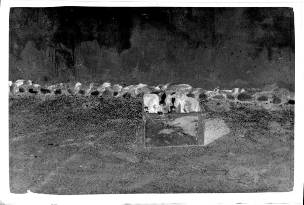 Prima Guerra Mondiale - Quattro cuccioli di cane in una scatola