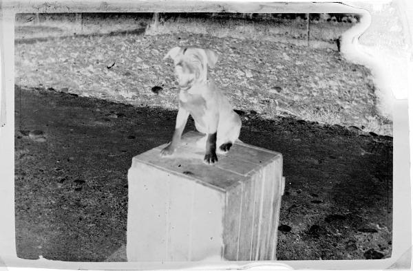 Prima Guerra Mondiale - Cucciolo di cane seduto su una cassetta di legno rovesciata