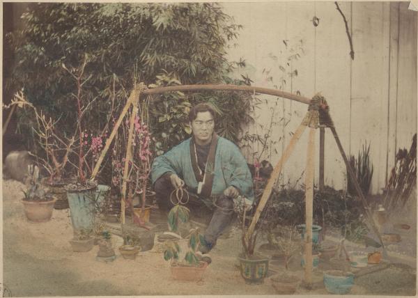 Giappone - Giardiniere seduto sotto un traliccio in mezzo a vasi di piante - Bonsai