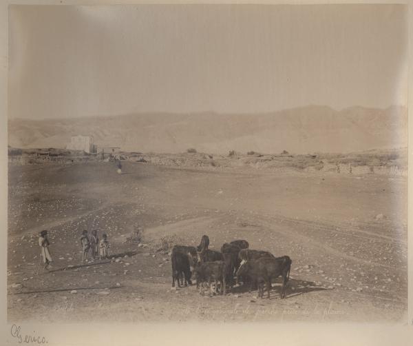 Palestina/Israele - Cisgiordania - Gerico - Piana desertica - Vitelli al pascolo - Quattro bambini guardano il bestiame