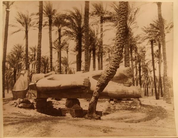 Egitto - Il Cairo dintorni - Saqqara - Palmeto - Statua colossale di Ramses II