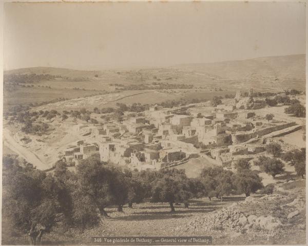 Palestina - Cisgiordania - Betania - Abitazioni - Alberi d'ulivo