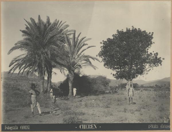 Eritrea - Cheren (Keren) - Alberi
