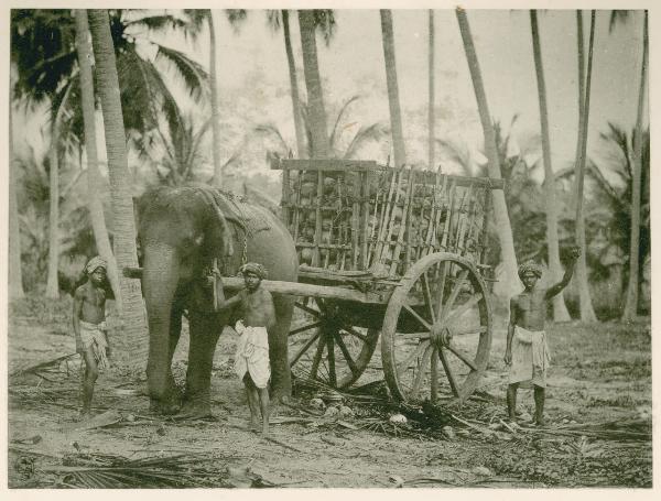 Sri Lanka (già Ceylon) - Kandy dintorni - Fiume - Elefanti