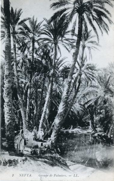 Tunisia - Nefta - Gruppo di palmizi