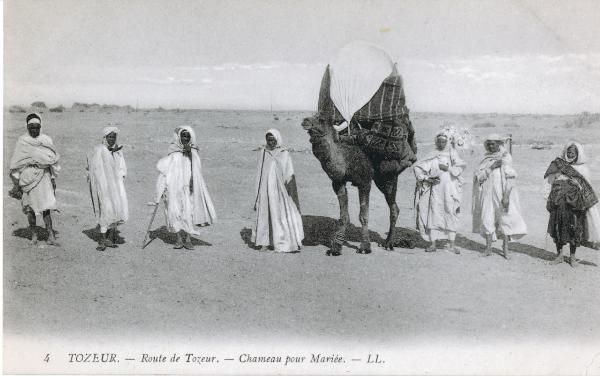 Tunisia - Tozeur - La strada di Tozeur - Cammello per sposa