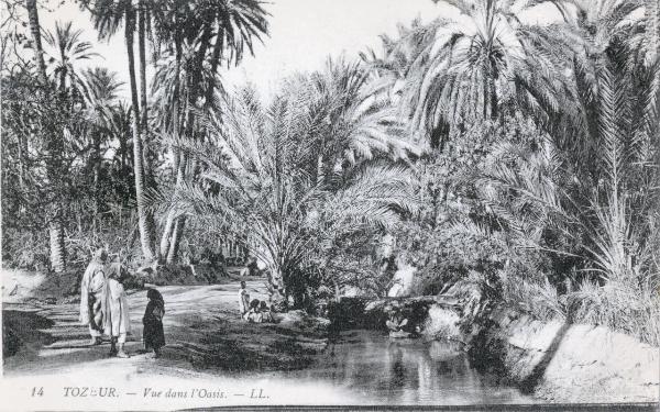 Tunisia - Tozeur - Veduta dell'oasi