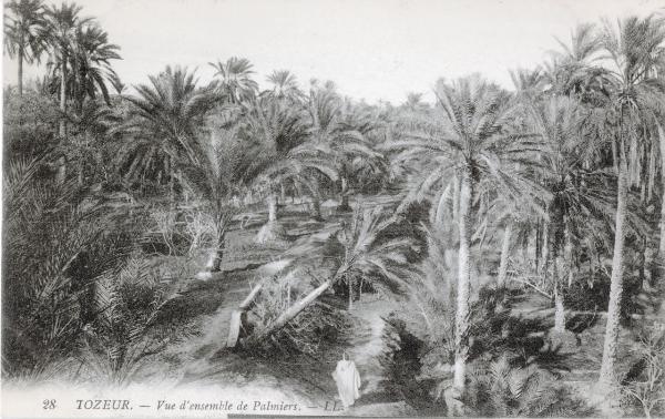 Tunisia - Tozeur - Veduta d'insieme dei palmizi