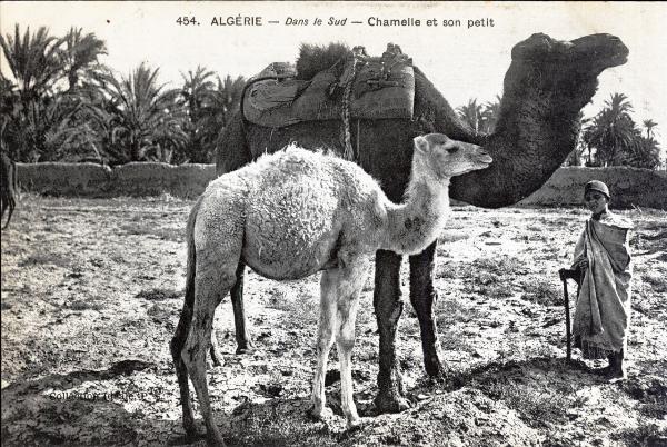 Algeria del sud - Cammello con il suo piccolo