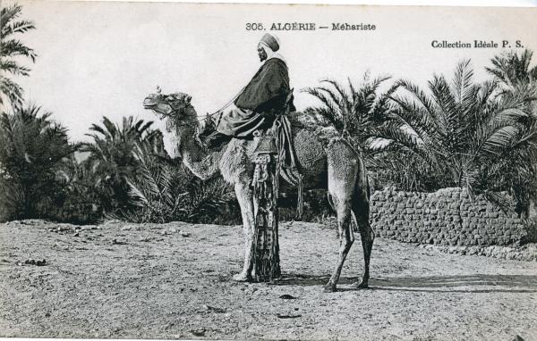 Algeria - Soldato meharista