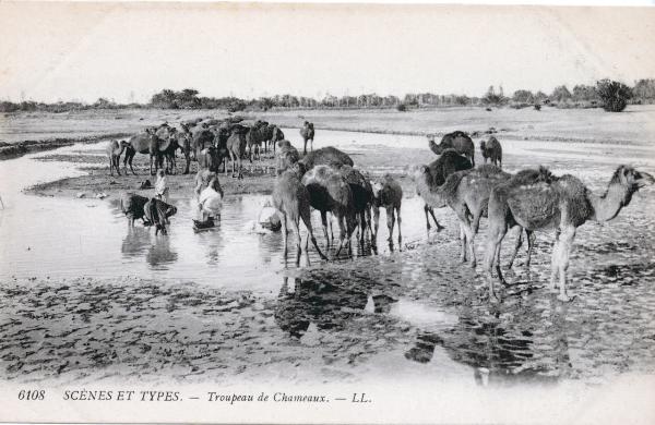 Algeria - Mandria di cammelli