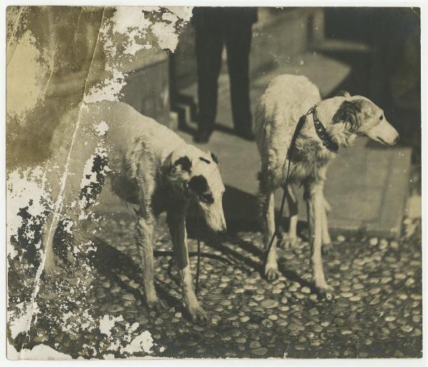 Esterno - Due cani, levrieri a pelo lungo