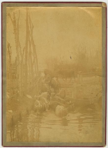 Esterno - Campagna - Gruppo di bovini nel fiume