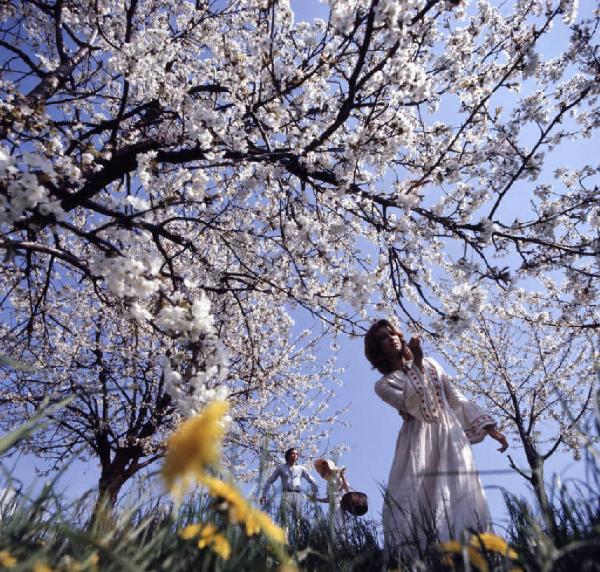 Campagna pubblicitaria Mon Chéri. Albero ciliegio in fiore - giovani passeggiano