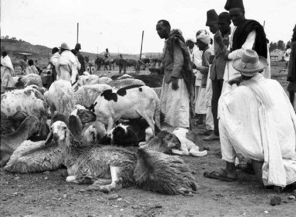 Viaggio in Africa. Asmara - mercato del bestiame