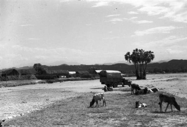 Viaggio in Africa. Archica [?] - pianura semidesertica - autocarro militare - alberi isolati - bovini al pascolo
