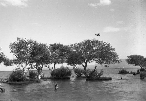 Viaggio in Africa. Archica [?] - alberi isolati emergono dall'acqua