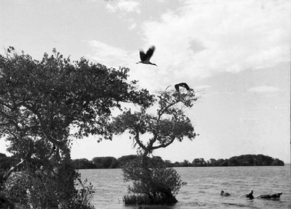 Viaggio in Africa. Archica [?] - alberi isolati emergono dall'acqua - uccello in volo
