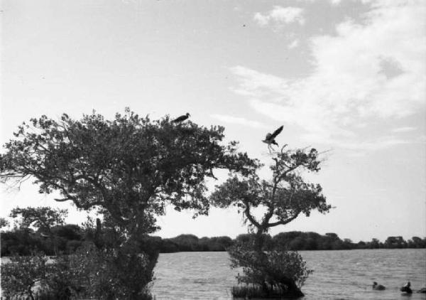Viaggio in Africa. Archica [?] - alberi isolati emergono dall'acqua - uccello in volo