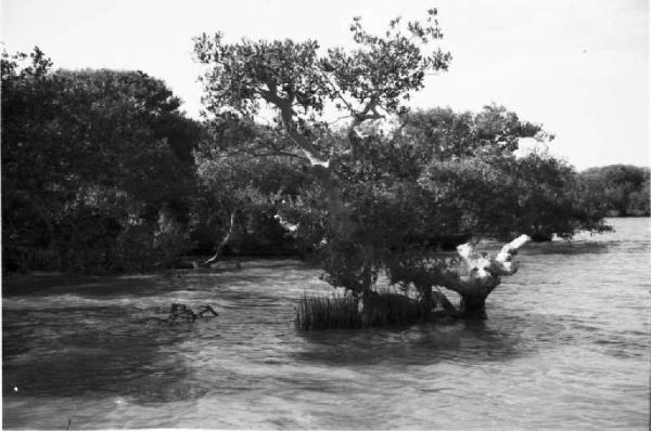 Viaggio in Africa. Archica [?] - alberi emergono dall'acqua