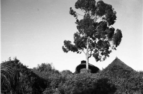 Viaggio in Africa. Paesaggio africano: capanne con tetto di paglia accanto a un grande albero