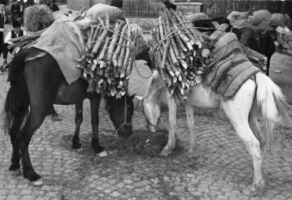 Viaggio in Jugoslavia. Sarajevo: coppia di muli adibiti a trasporto della legna durante una pausa
