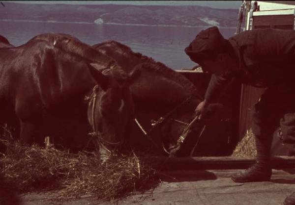 Viaggio in Jugoslavia. Da Spalato a Ragusa: due buoi mangiano sopra la nave durante il tragitto