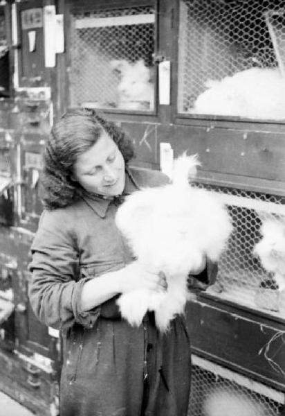 Allevamento di conigli d'angora - operaia durante la tosatura del pelo
