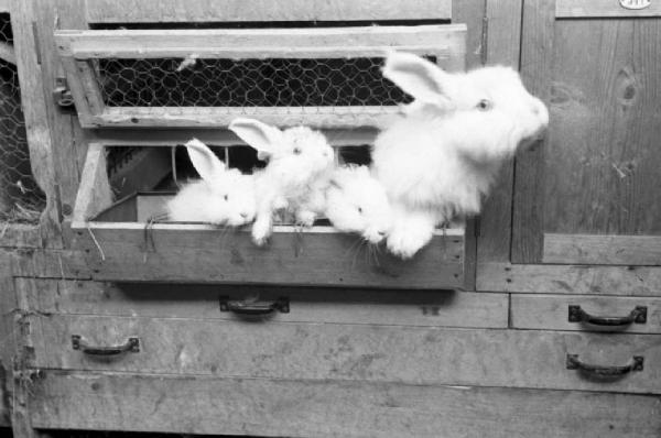 Allevamento di conigli d'angora - conigli in gabbia