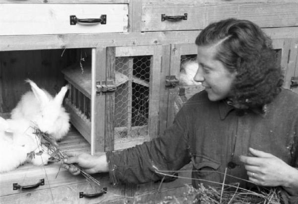 Allevamento di conigli d'angora - nutrimento dei conigli - operaia