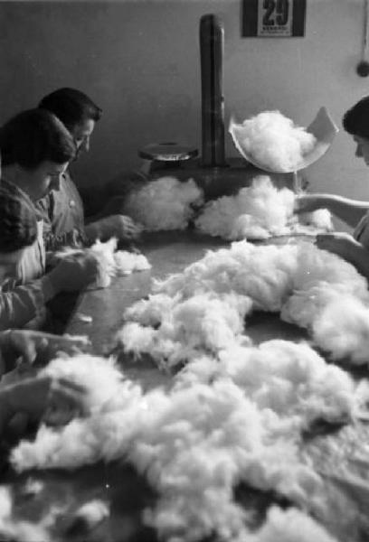 Produzione di maglieria d'angora - lavorazione della lana - ripulitura dalle impurità - operaie
