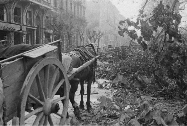 Italia Seconda Guerra Mondiale. Milano. La città dopo il bombardamento del 12 agosto 1943, un carro percorre una via ingombra di macerie e alberi abbattuti