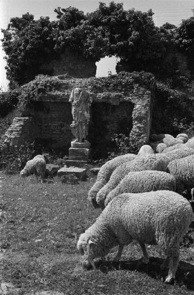Roma - Via Appia Antica - Gregge di pecore al pascolo - Statua - Rovine architettoniche