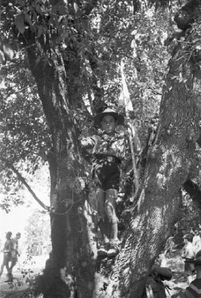 Ike a Castel Gandolfo. Giovane scout in piedi su un albero